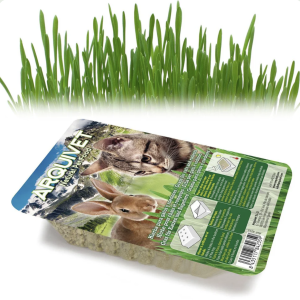 Cat grass in a tray 100 gr